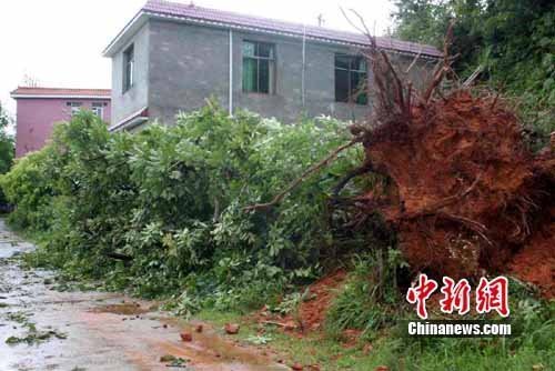 江西贛南遭遇8級大風襲擊 4米高大樹被連根拔起