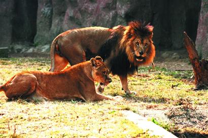 青島動(dòng)物園西遷落戶開(kāi)發(fā)區(qū) 猛獸大撤離留兔羊看家