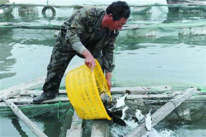 萬條多寶魚奔波千里青島避暑