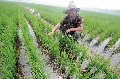 無法藍村香大米鹽堿地復(fù)活 每斤賣到20元