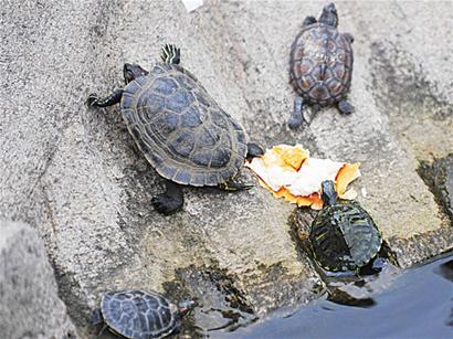 危險巴西龜入侵青島 群龜啃食小魚觸目驚心