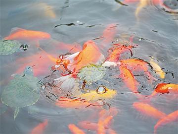 危險巴西龜入侵青島 群龜啃食小魚觸目驚心