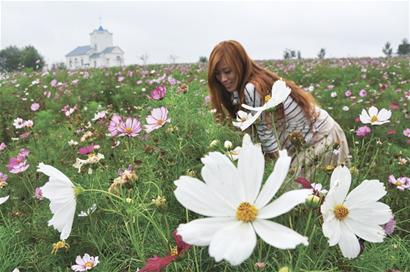 青島添浪漫薰衣草花海 不出門欣賞普羅旺斯