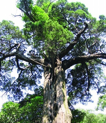 青島最老樹(shù)穿越時(shí)空:漢朝所栽看盡興衰 扎根太清宮