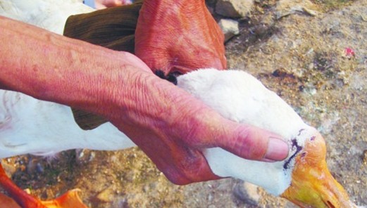 黃島狼出沒(méi)大開(kāi)殺戒 家家閉戶備鞭炮