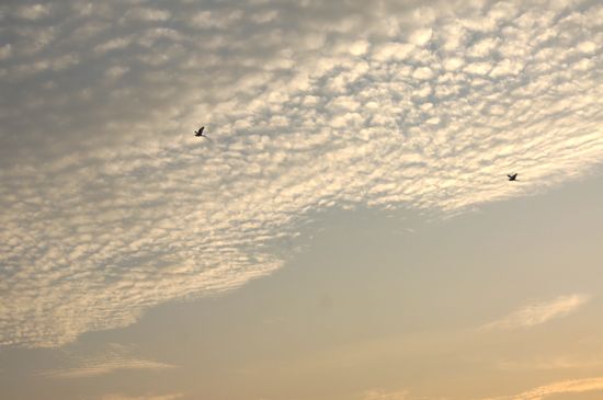 探秘青島大河東神秘濕地:芳草叢生水鳥飛翔時光寂然