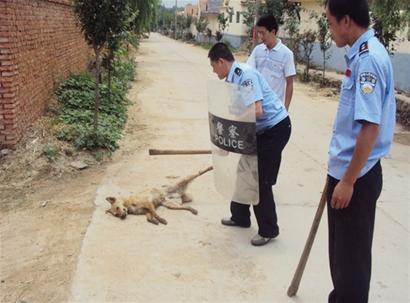 青島15歲男孩被自家寵物狗咬傷 1年后狂犬病發(fā)身亡