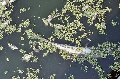 青島護(hù)城河里漂著大量死魚(yú) 疑生活污水所致