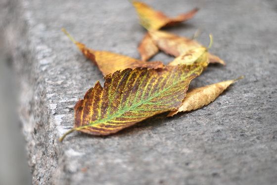 八大關葉色醉人:數(shù)樹深紅出淺黃