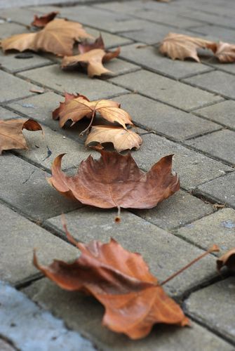 八大關葉色醉人:數(shù)樹深紅出淺黃