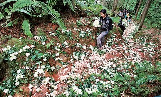 愛情天梯萬朵白玫瑰神秘買主揭秘:花系云南空運