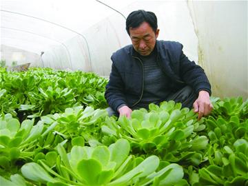 不擺“花架子”花市仍走俏