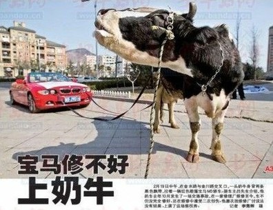 百萬寶馬4個月未修好 車主雇奶牛拉車討說法