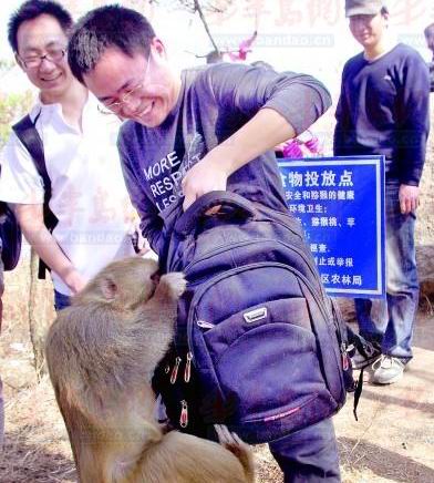 嶗山獼猴公然搶劫