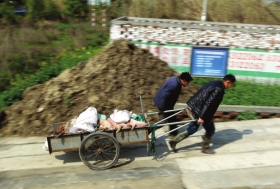 3月15日，新豐鎮(zhèn)竹林村，工作人員用推車將死豬運往病死豬無害化處理池進行處理。