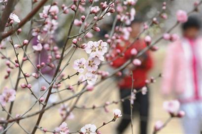 昨日，青島十梅庵梅園的梅花競相開放，游人置身于梅花的海洋，盡享大自然的美景。 