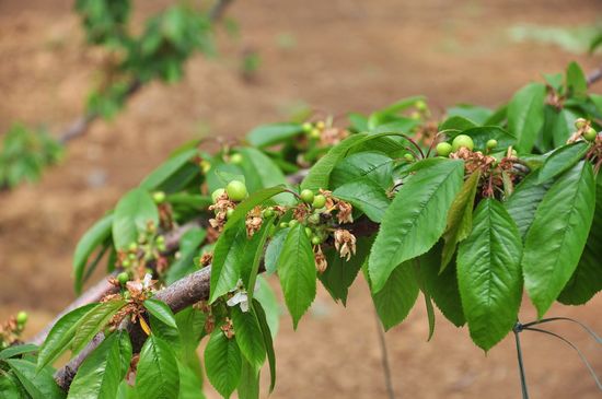 城陽(yáng)打造首家熱帶觀賞園 南國(guó)植物現(xiàn)青島