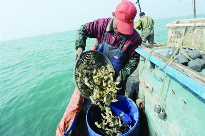 鲅魚(yú)產(chǎn)量較往年大幅減少 恐步小黃花后塵